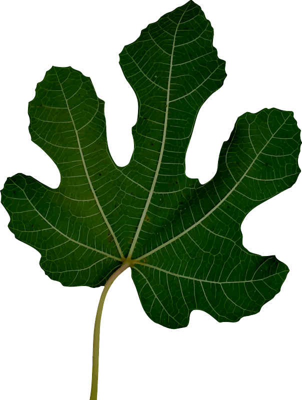 Fig Leaf
