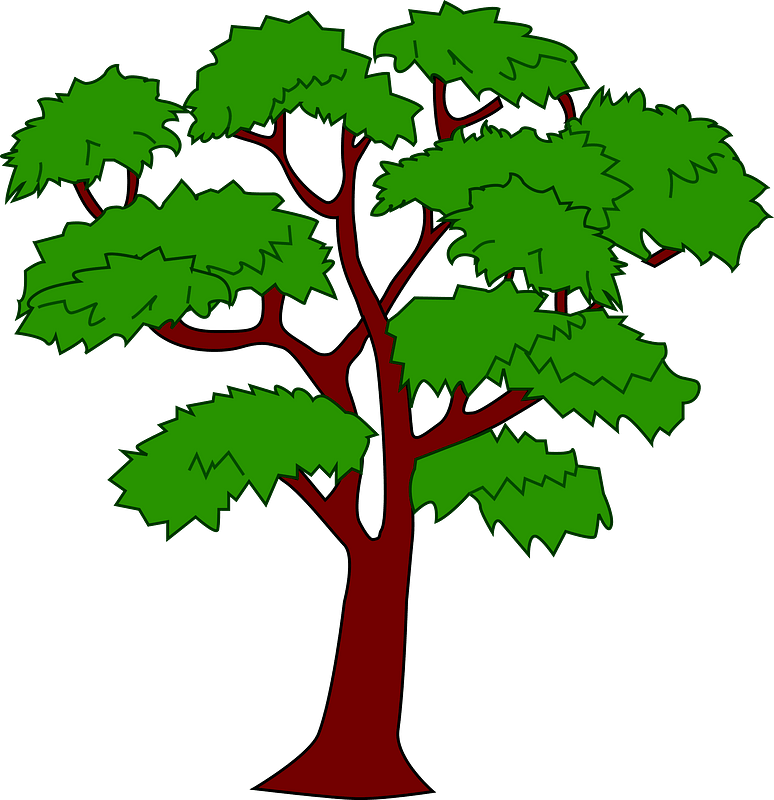 Mahogany Tree