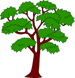 Mahogany Tree