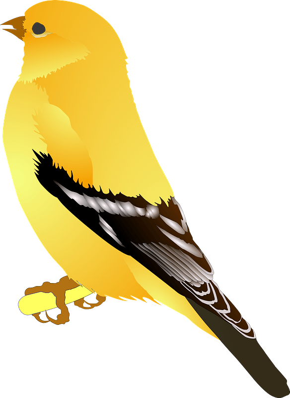 Gold Finch
