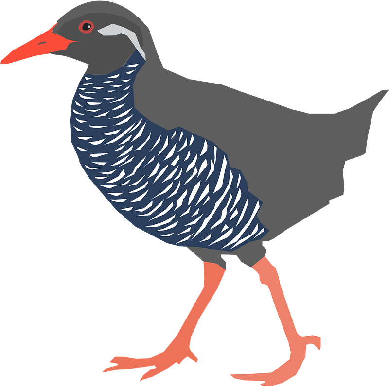 Okinawa Rail