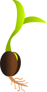 Germinating Seed
