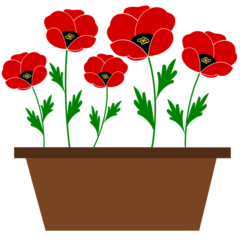 Red Poppies in a Brown Pot