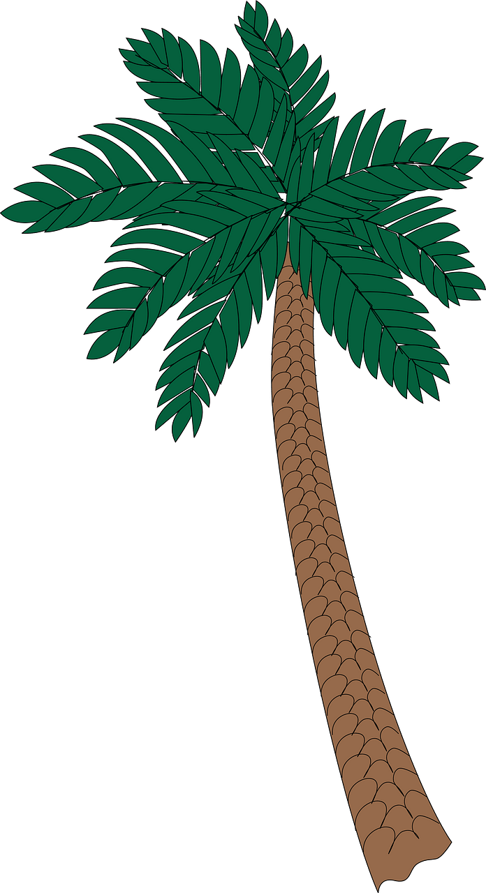 棕榈树
