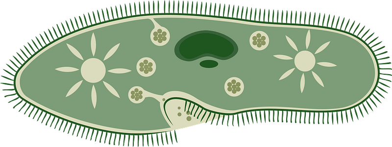 Paramecium Caudatum