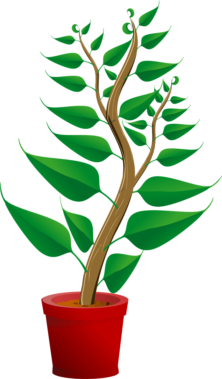 Tall Green Plant in a Red Pot