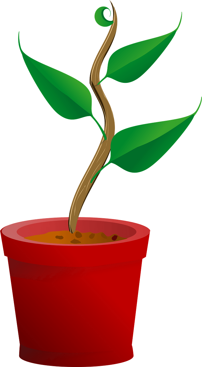 Plant Growing in a Red Pot