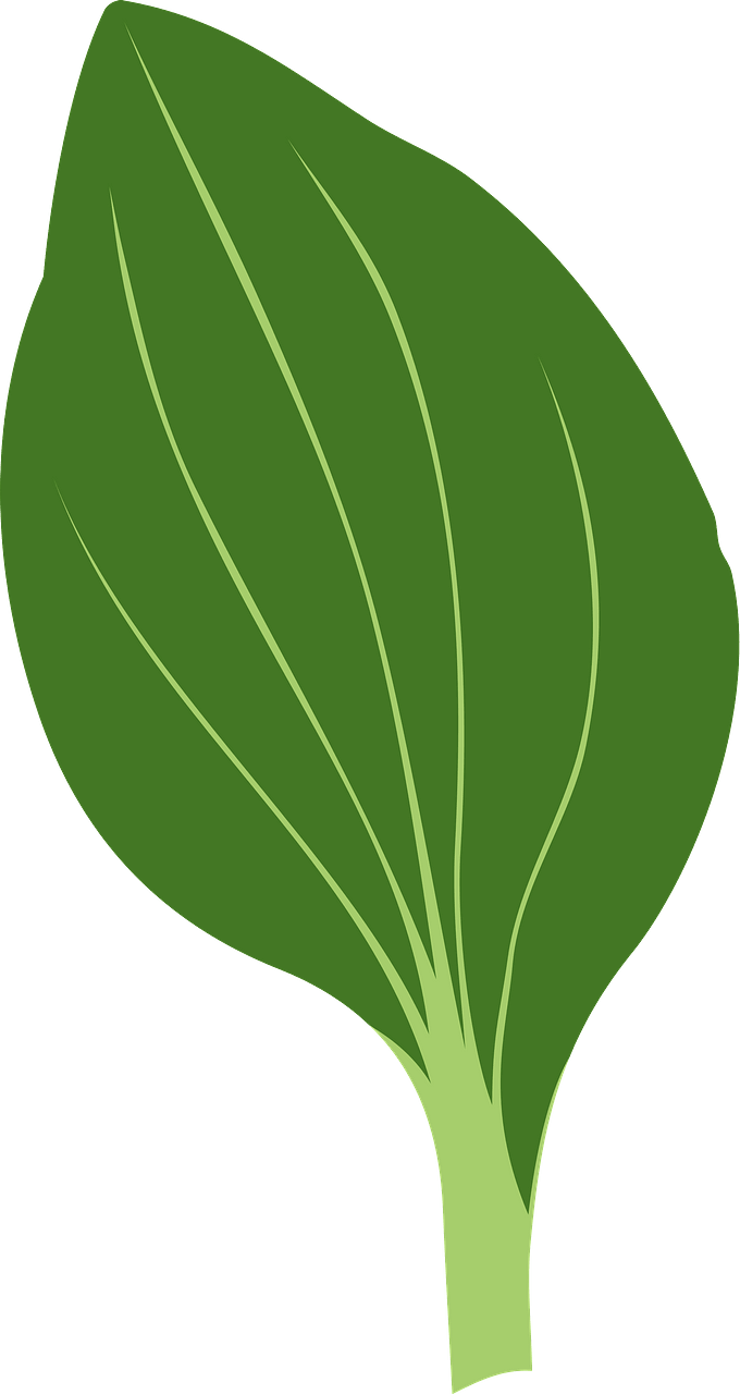 Plant Leaf