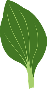 Plant Leaf