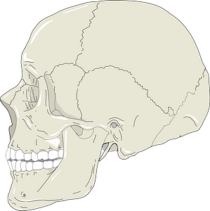 Realistic Human Skull Profile View