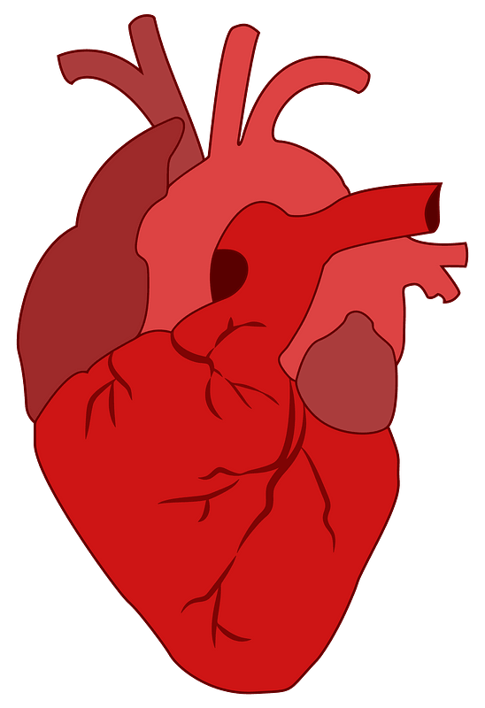 Realistic Red Heart