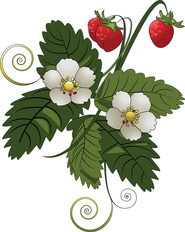 Strawberry Plant