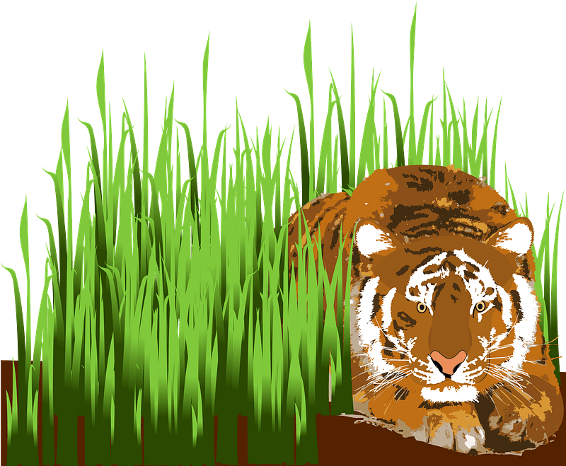 Tiger Sleeping in the Grass