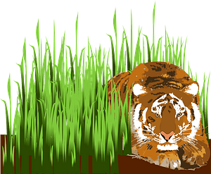 Tiger Sleeping in the Grass