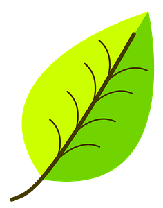Simple Leaf with Venation