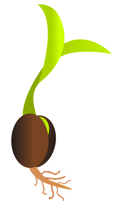 Seed Germinating