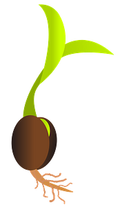 Seed Germinating