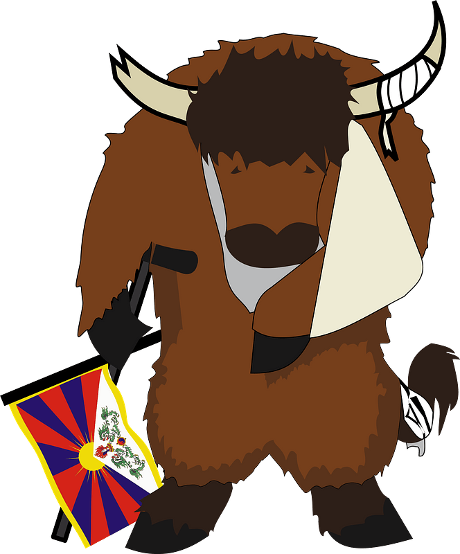 Tibetan Bull with Arm in a Sling and Wrapped Horn
