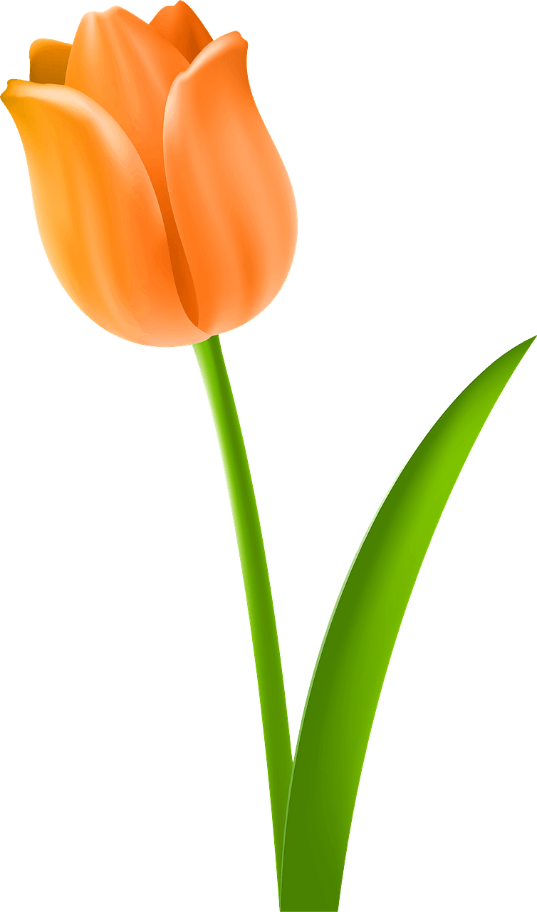 Orange Tulip on the Stem