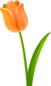 Orange Tulip on the Stem