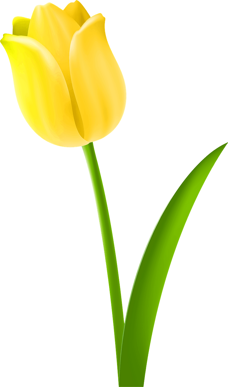Yellow Tulip on the Stem
