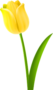 Yellow Tulip on the Stem