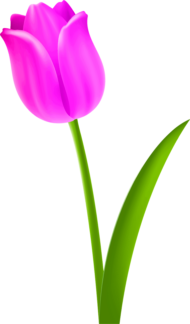 Pink Tulip on the Stem