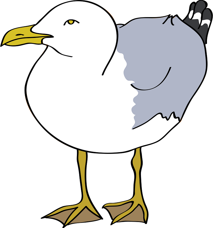 Gull