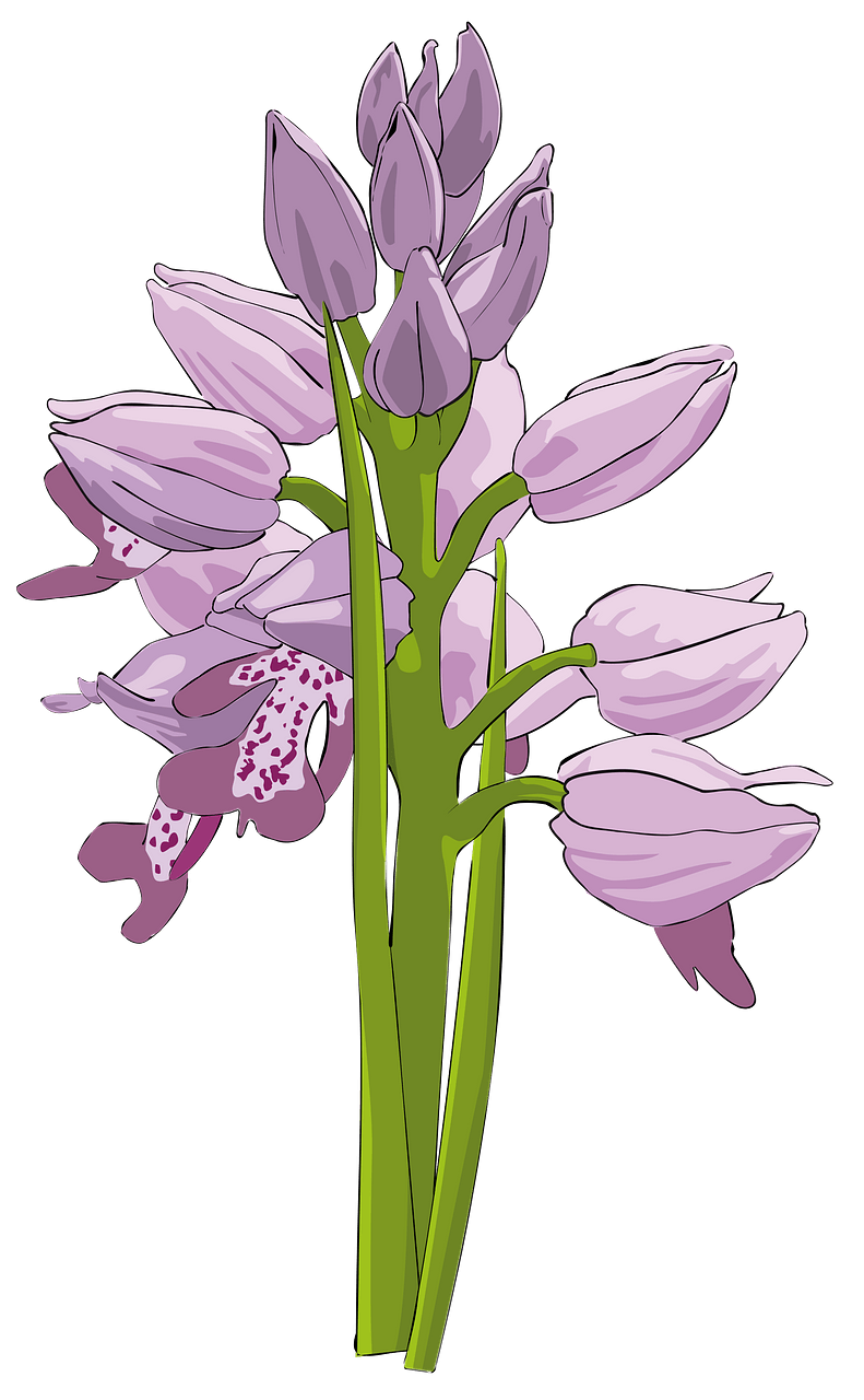 Purple Wild Orchids on the Stem