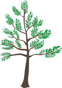 Young Cedar Tree