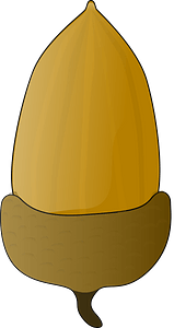 Acorn