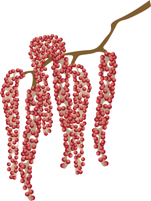Red Catkin Plant