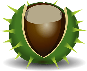 Chestnut