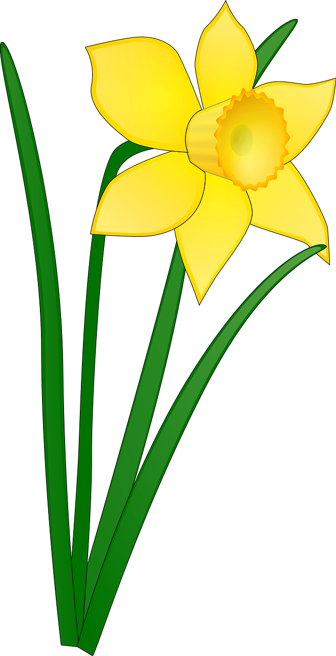 Yellow Daffodil