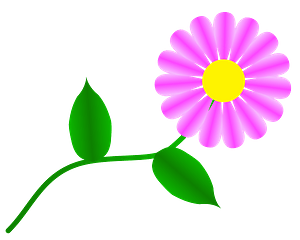 Fuchsia Daisy