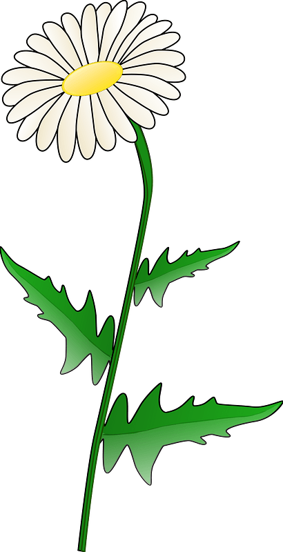 Daisy