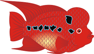 Flowerhorn Fish