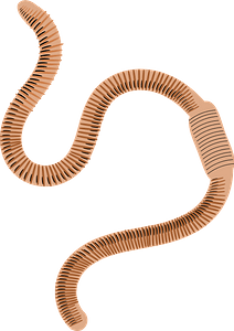 Ringed earthworm