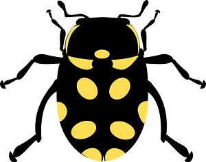 Black Beetle with Yellow Spots