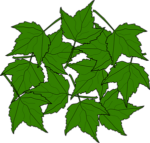 Green maple leaves