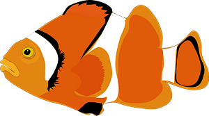 Clown Fish
