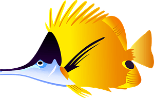 Yellow Fish