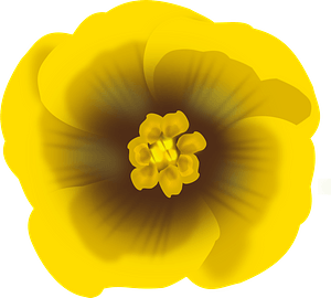 Yellow Flower