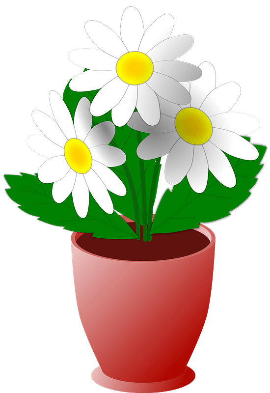 White flowers in a brown pot