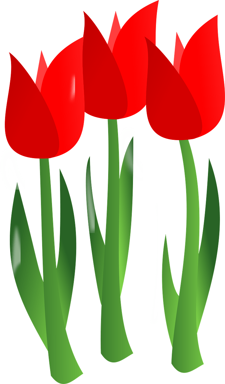 Three red tulips on the stem