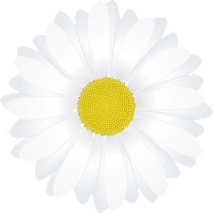 White Chamomile Flower