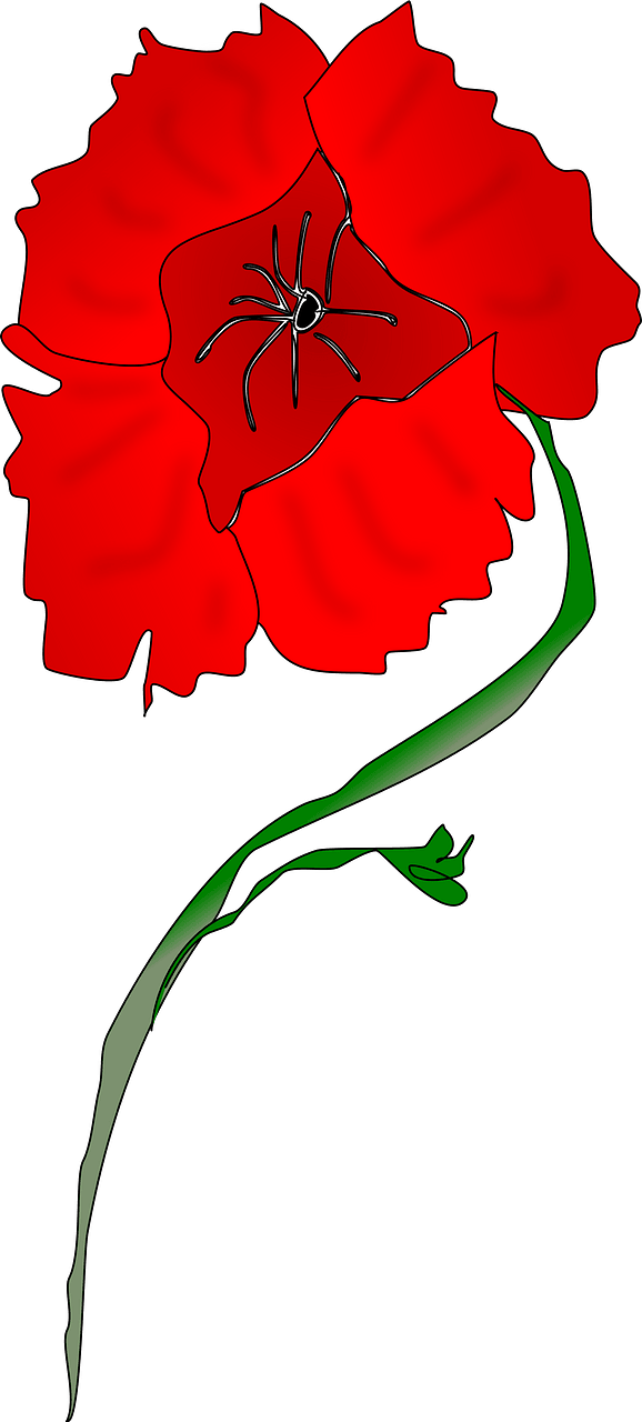 Red Poppy
