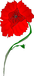 Red Poppy