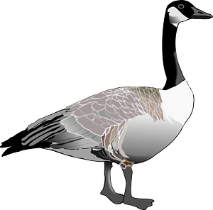 Canada goose