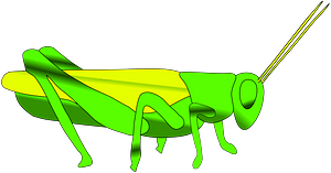 Grasshopper